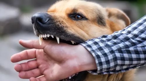 在农村突遇恶犬追咬，如何才能避免被狗咬？很多人第一步就做错了