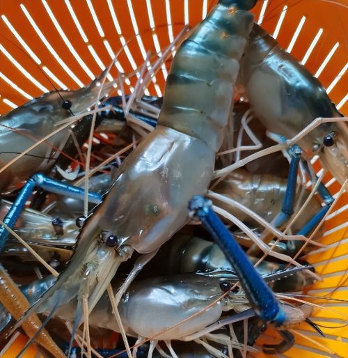 海南老乡钓获蓝色怪虾，3小时钓十几只，最大的半米长：这能吃？