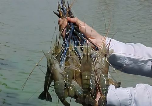 海南老乡钓获蓝色怪虾，3小时钓十几只，最大的半米长：这能吃？