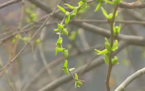 4种七八十年代充饥吃的野菜，都长在树上，“忆苦思甜”就吃它们