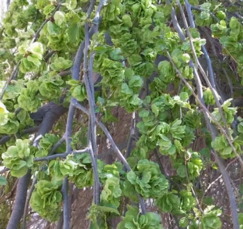 4种七八十年代充饥吃的野菜，都长在树上，“忆苦思甜”就吃它们