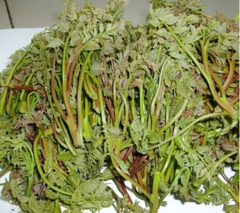 木兰芽：树上特有的野菜，花木兰靠它充饥，多数人却不知它能吃