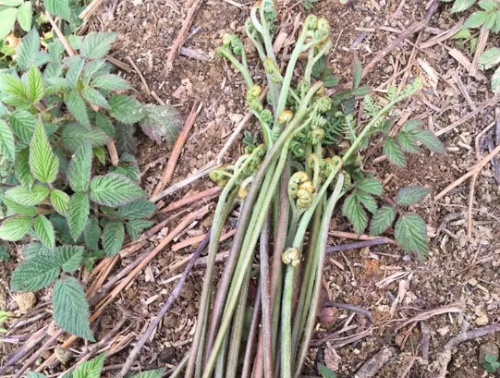 春天采蕨菜不要忘了这5种，很多人只吃过第1种，第3种有黄瓜香味