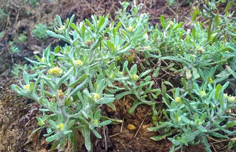 3月做“青团”，不要只知道艾草，这5种做青团的野菜，不比艾草差