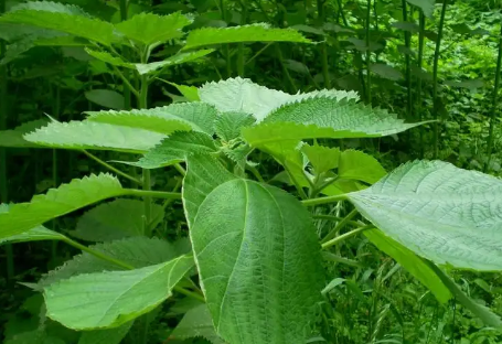 3月做“青团”，不要只知道艾草，这5种做青团的野菜，不比艾草差