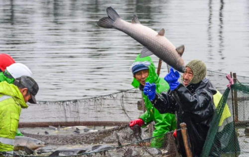 青鱼的“没落”：曾是年货必备，做腊鱼是一绝，今被弃养难再翻红