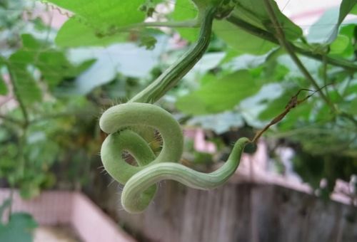 5种容易种，产量也高的菜，过去曾是“香饽饽”，如今很少人种了