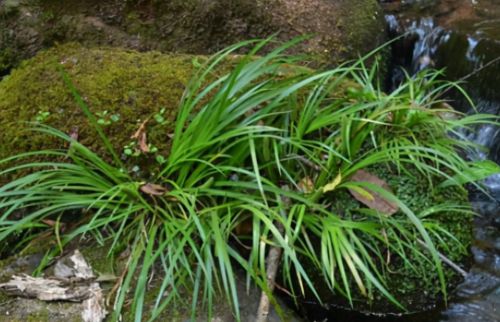 石菖蒲：长在河边岩石上，酷似野生韭菜，山区农民常采挖，有价值