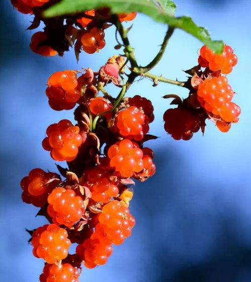 寒莓：长得像草莓，入冬后才成熟，儿时当零食吃，味道不输草莓