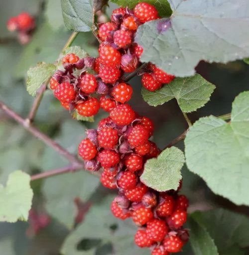 寒莓：长得像草莓，入冬后才成熟，儿时当零食吃，味道不输草莓