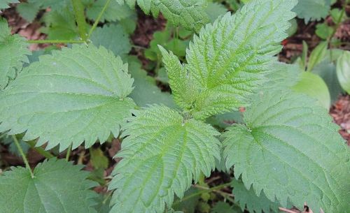 荨麻：人畜都怕的植物，没牙齿“咬人”如马蜂蛰，当野菜吃价值高