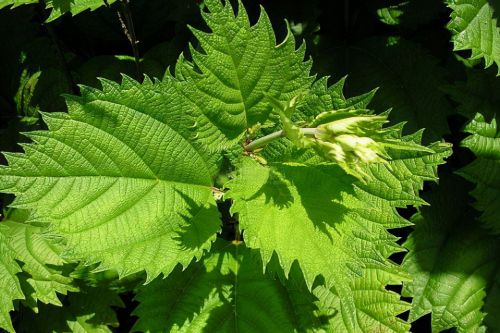 荨麻：人畜都怕的植物，没牙齿“咬人”如马蜂蛰，当野菜吃价值高