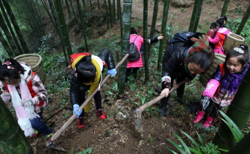 入冬后5种“山货”又可挖了，运气好一天四五百，不比外出打工差