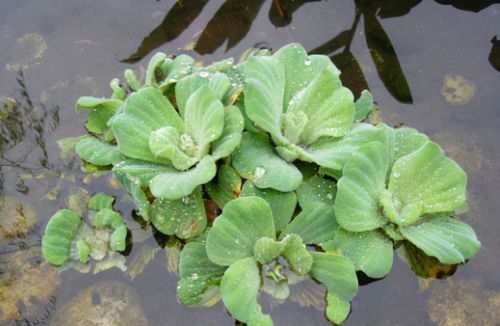 长在水中的“白菜”，因繁殖能力强被嫌弃，改名逆袭成盆栽新宠