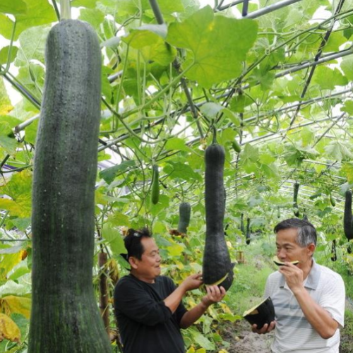 神奇的蔬菜“砍瓜”：随吃随砍、砍后能长出来，一株就够全家人吃