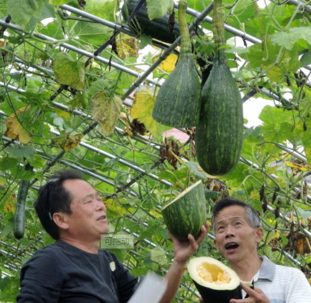 神奇的蔬菜“砍瓜”：随吃随砍、砍后能长出来，一株就够全家人吃