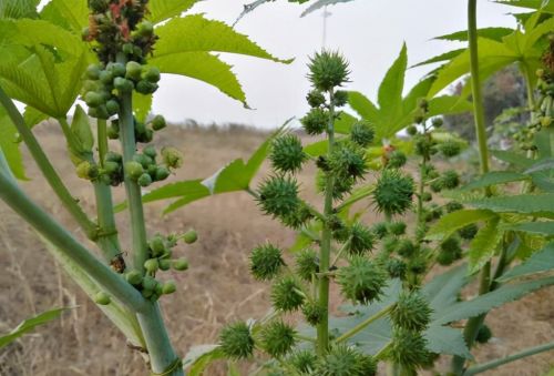 4种有毒的农作物，曾在我国广泛种植，如今却逐渐没落了