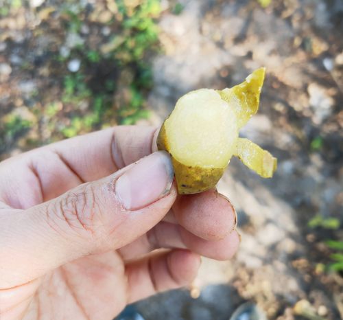 南酸枣：儿时的零食，大娘一天捡数十斤，拿城里28元一斤