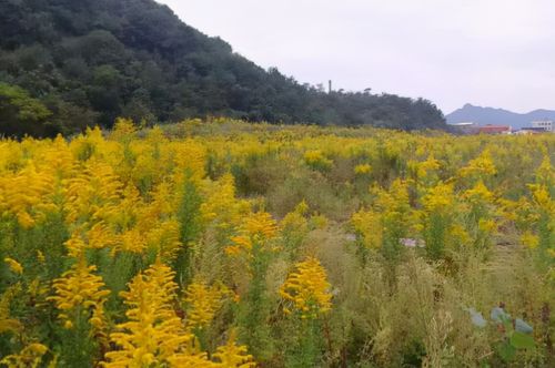 加拿大一枝黄花：颜值高而引进，入侵农田成生态杀手，多地已泛滥