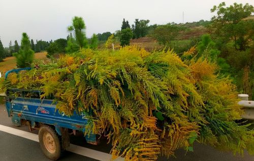 加拿大一枝黄花：颜值高而引进，入侵农田成生态杀手，多地已泛滥