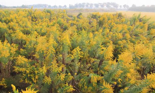 加拿大一枝黄花：颜值高而引进，入侵农田成生态杀手，多地已泛滥