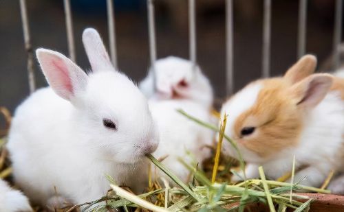 兔子的繁殖力强，养殖成本低，为何没有像鸡鸭大量养殖？3个劣势
