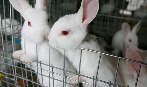 兔子的繁殖力强，养殖成本低，为何没有像鸡鸭大量养殖？3个劣势