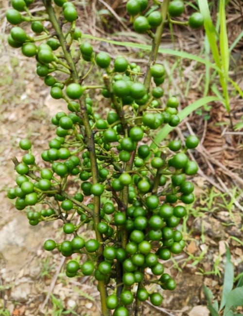 木姜子：自带胡椒味，山区常烂一地，城里1斤38元，遇到请拿袋装