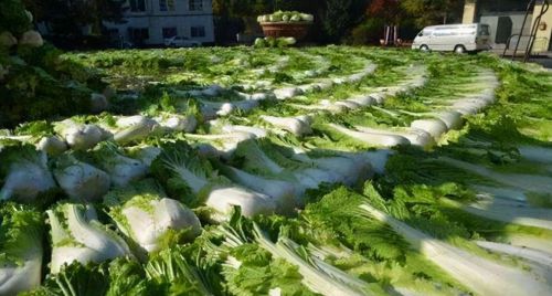 北方人又开始“囤菜”过冬，白菜一买几百斤，这么多吃得完吗？