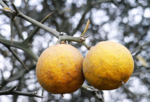 枸橘：曾经的防盗树，果子又酸又苦，晒干20元1斤，没熟就被采摘
