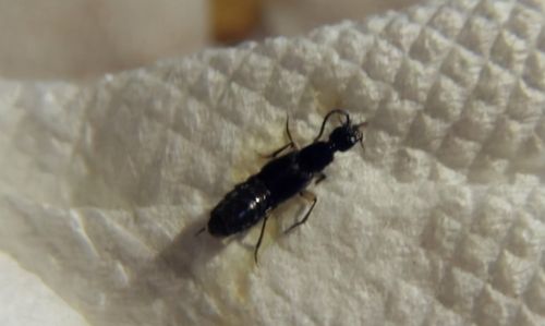俗称“飞蚂蚁”，酷似长翅膀的蚂蚁，若遇到别用手拍，会分泌毒液