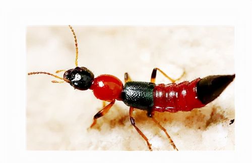 俗称“飞蚂蚁”，酷似长翅膀的蚂蚁，若遇到别用手拍，会分泌毒液