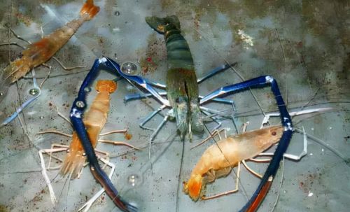 粗大如手臂，单只重2斤，国外泛滥的巨虾入侵珠江，网友：来送菜