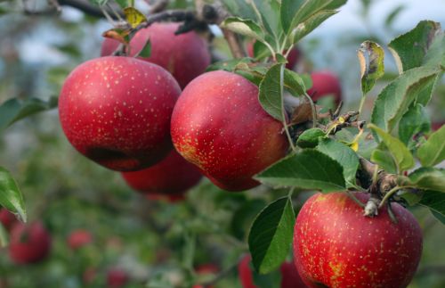 俗称“丑苹果”，因样貌丑陋而被质疑为劣质果，却靠品质而翻红