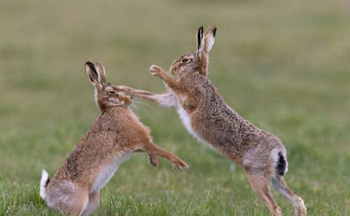 保护动物的光环让野兔有恃无恐，大量祸害粮食：打不得也赶不走