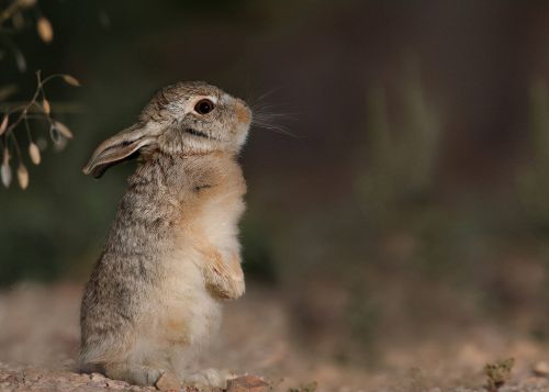 保护动物的光环让野兔有恃无恐，大量祸害粮食：打不得也赶不走