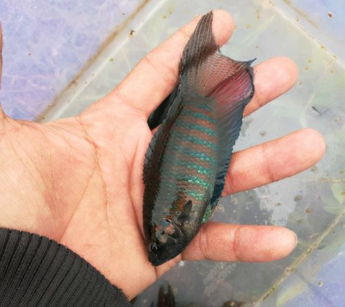 菩萨鱼：小杂鱼中的“古惑仔”，个小却爱打架，目前1条10元