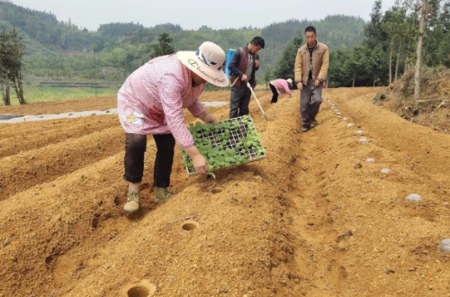 曾是常见农作物，有“黄金叶”之称的烤烟，为何现在很少人种了？