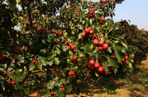 俗称“山里红”，我国特有的果树，成熟了也是酸的，市场难见鲜果