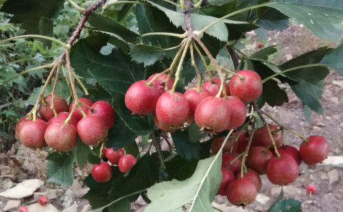 俗称“山里红”，我国特有的果树，成熟了也是酸的，市场难见鲜果