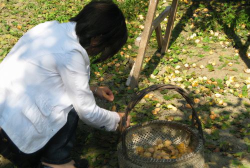 白果：银杏树的果实，熟后臭烘烘的，有大毒要当心，7颗就能致死