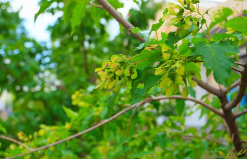 俗称“飞刀树”，酷似枫叶，果实却像小飞刀，树干汁液还能熬糖