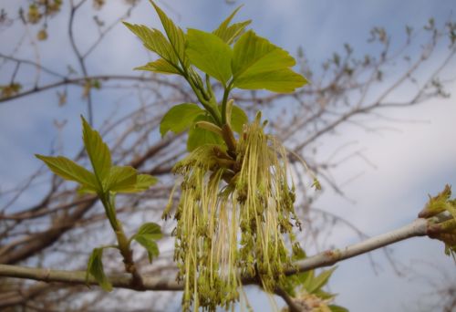 俗称“飞刀树”，酷似枫叶，果实却像小飞刀，树干汁液还能熬糖