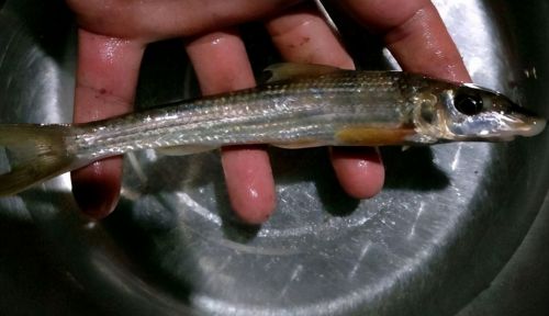 此鱼有个霸气的名字，俗称“棺材钉”，爱在水底活动，你认识吗？