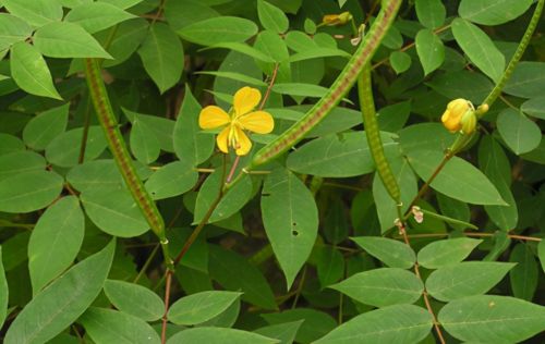 农村常见植物望江南，为何被称为“蛇灭门”，它有何厉害之处？