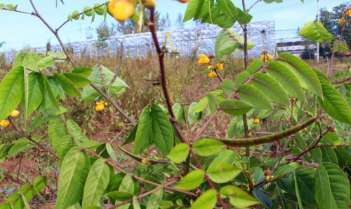 农村常见植物望江南，为何被称为“蛇灭门”，它有何厉害之处？