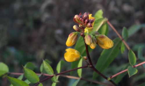 农村常见植物望江南，为何被称为“蛇灭门”，它有何厉害之处？