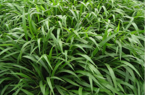 6种高产易种植的牧草，一年可收割多次，种1次可连着收10年