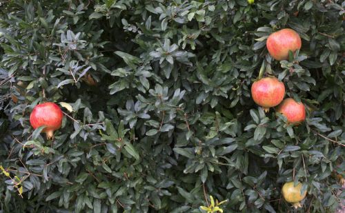 庭院种植石榴树好吗？为何很多人爱在院子里种石榴树？看完就懂了