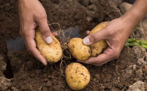 过去土豆仅鸡蛋大，为何现在的土豆越来越大？3点原因有关